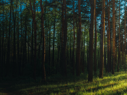 1846725619 Beautiful,Sunset,Sunrise,Sun,Sunshine,In,Sunny,Summer,Coniferous,Forest.