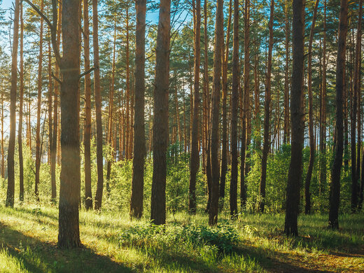 1846725619 Beautiful,Sunset,Sunrise,Sun,Sunshine,In,Sunny,Summer,Coniferous,Forest.