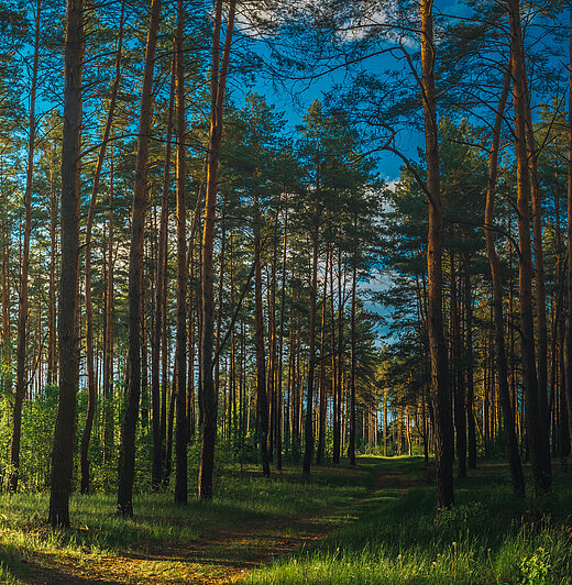 1846725619 Beautiful,Sunset,Sunrise,Sun,Sunshine,In,Sunny,Summer,Coniferous,Forest.
