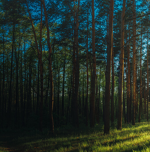 1846725619 Beautiful,Sunset,Sunrise,Sun,Sunshine,In,Sunny,Summer,Coniferous,Forest.