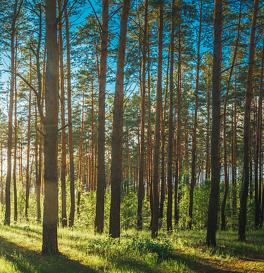 1846725619 Beautiful,Sunset,Sunrise,Sun,Sunshine,In,Sunny,Summer,Coniferous,Forest.