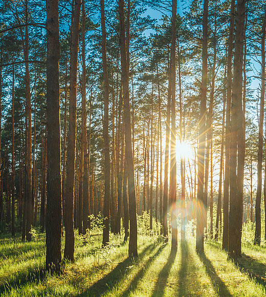 1846725619 Beautiful,Sunset,Sunrise,Sun,Sunshine,In,Sunny,Summer,Coniferous,Forest.